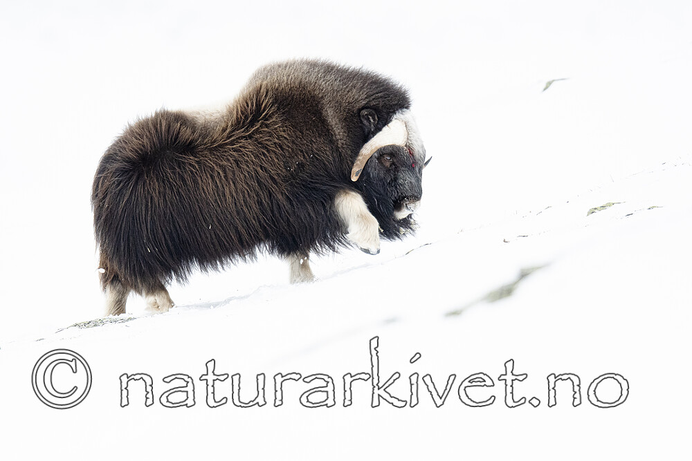 BB_20210220_0121 / Ovibos moschatus / Moskusfe