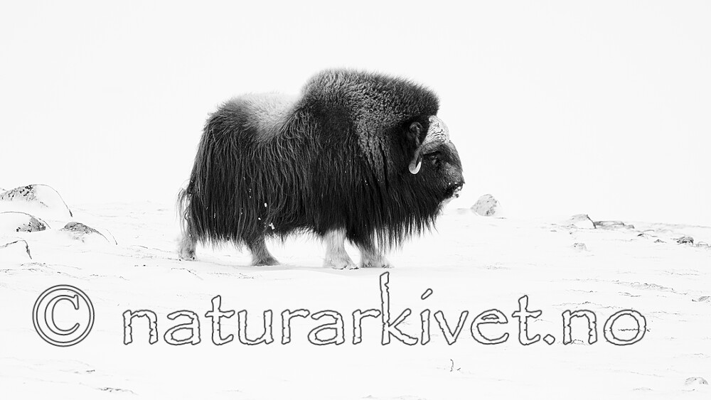 BB_20210220_0210 / Ovibos moschatus / Moskusfe