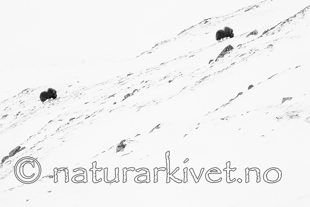 BB_20210222_0015 / Ovibos moschatus / Moskusfe