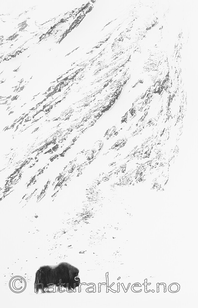 BB_20210222_0066-2 / Ovibos moschatus / Moskusfe