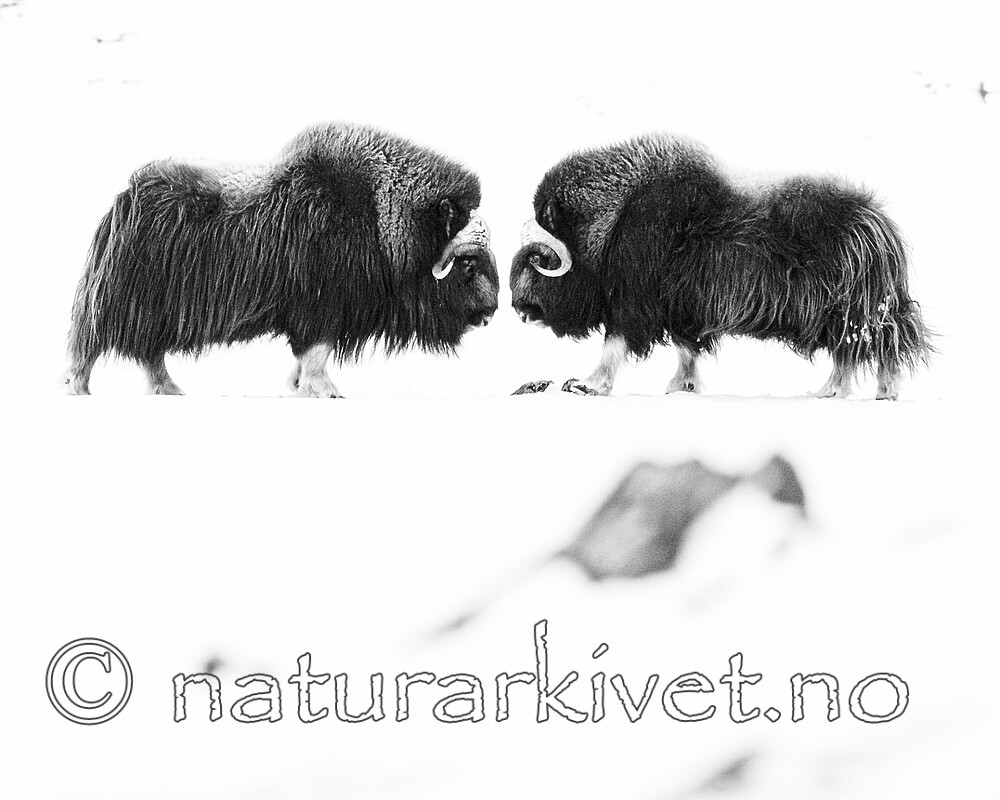 BB_20210222_0095-2 / Ovibos moschatus / Moskusfe