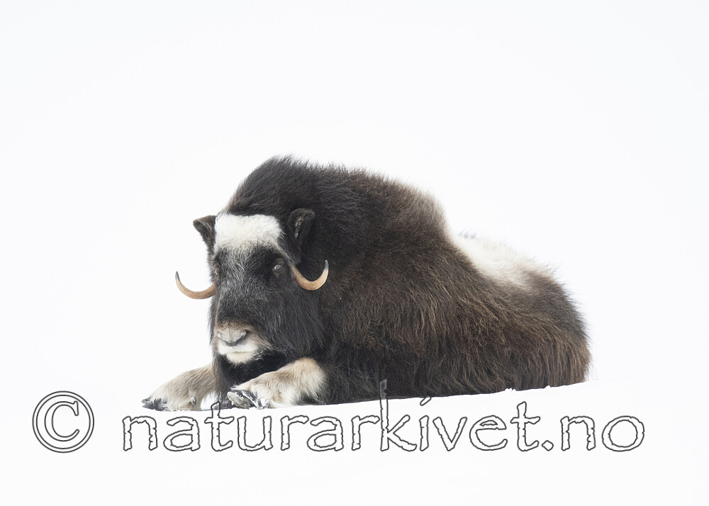 BB_20210222_0132 / Ovibos moschatus / Moskusfe