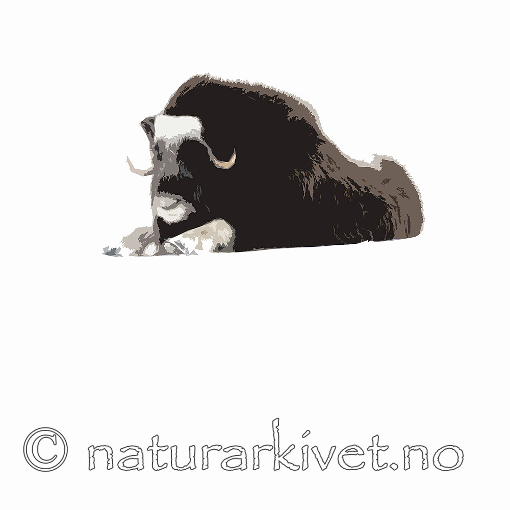 BB_20210222_0132_2-Edit_ / Ovibos moschatus / Moskusfe