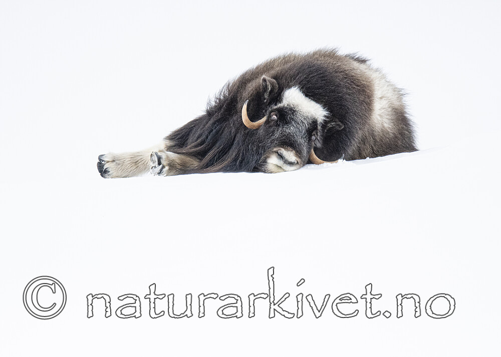 BB_20210222_0145 / Ovibos moschatus / Moskusfe