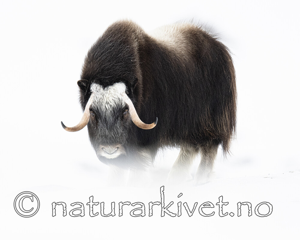 BB_20210222_0154 / Ovibos moschatus / Moskusfe