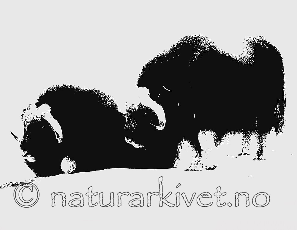BB_20210222_0160-Edit__ / Ovibos moschatus / Moskusfe