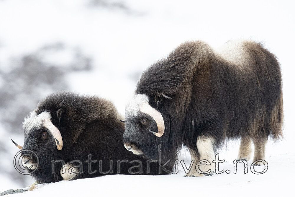 BB_20210222_0160 / Ovibos moschatus / Moskusfe