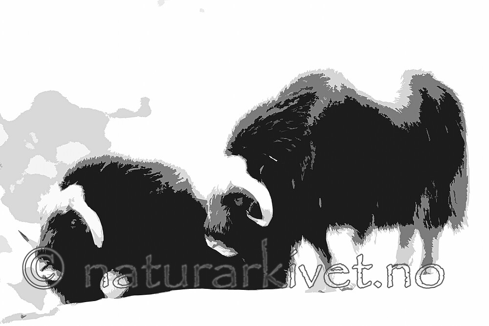 BB_20210222_0160_ / Ovibos moschatus / Moskusfe