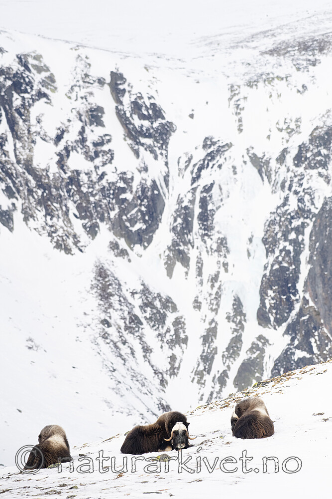 BB_20210222_0222-2 / Ovibos moschatus / Moskusfe