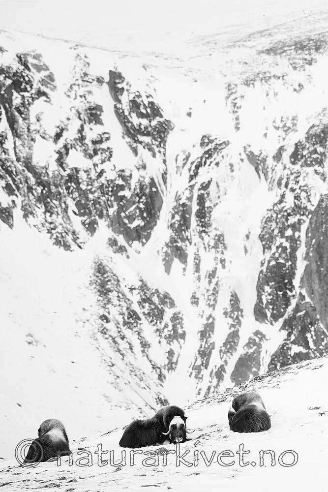 BB_20210222_0222 / Ovibos moschatus / Moskusfe