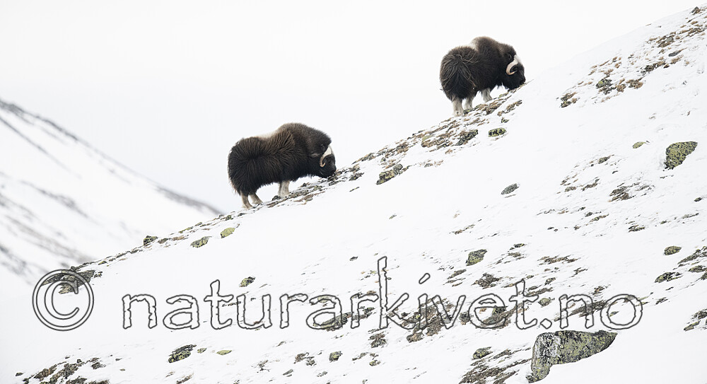 BB_20210222_0239-2 / Ovibos moschatus / Moskusfe