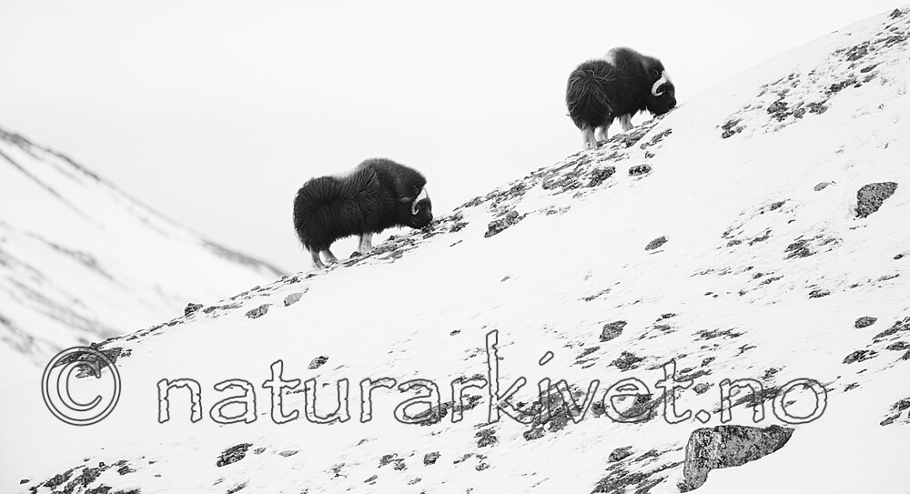 BB_20210222_0239 / Ovibos moschatus / Moskusfe