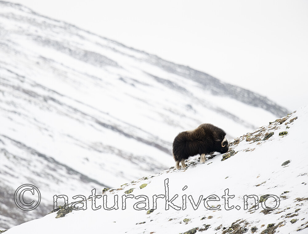 BB_20210222_0267-2 / Ovibos moschatus / Moskusfe