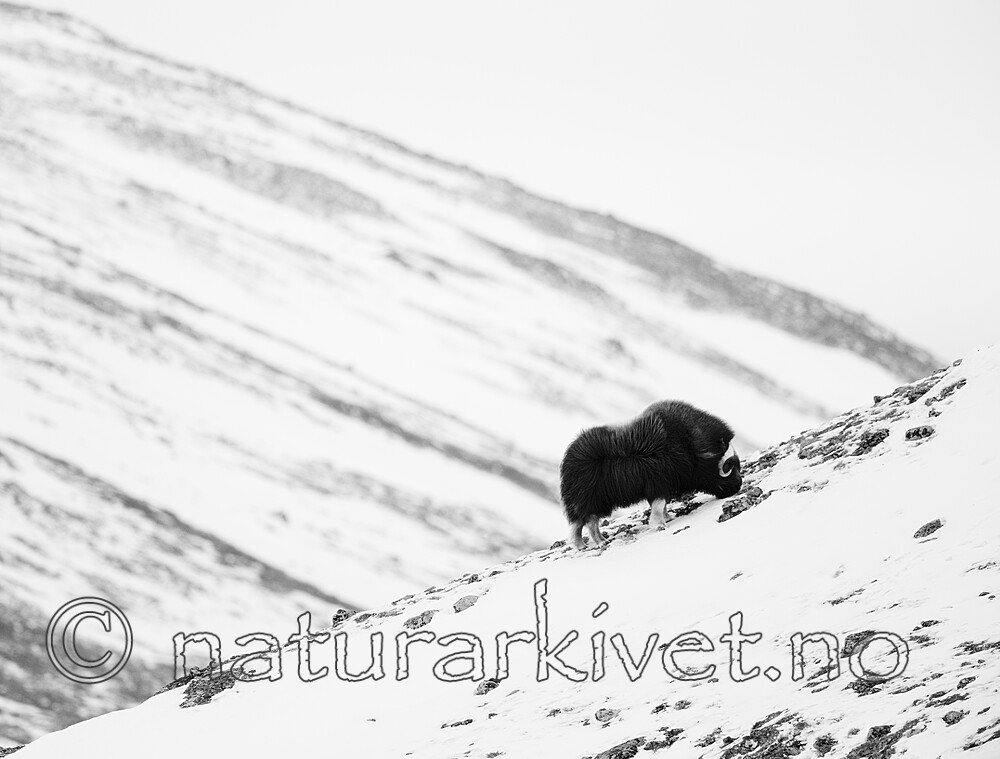 BB_20210222_0267 / Ovibos moschatus / Moskusfe