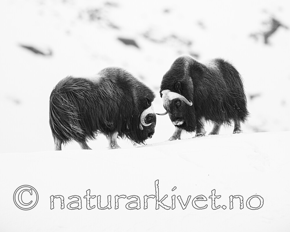 BB_20210222_0396-2 / Ovibos moschatus / Moskusfe