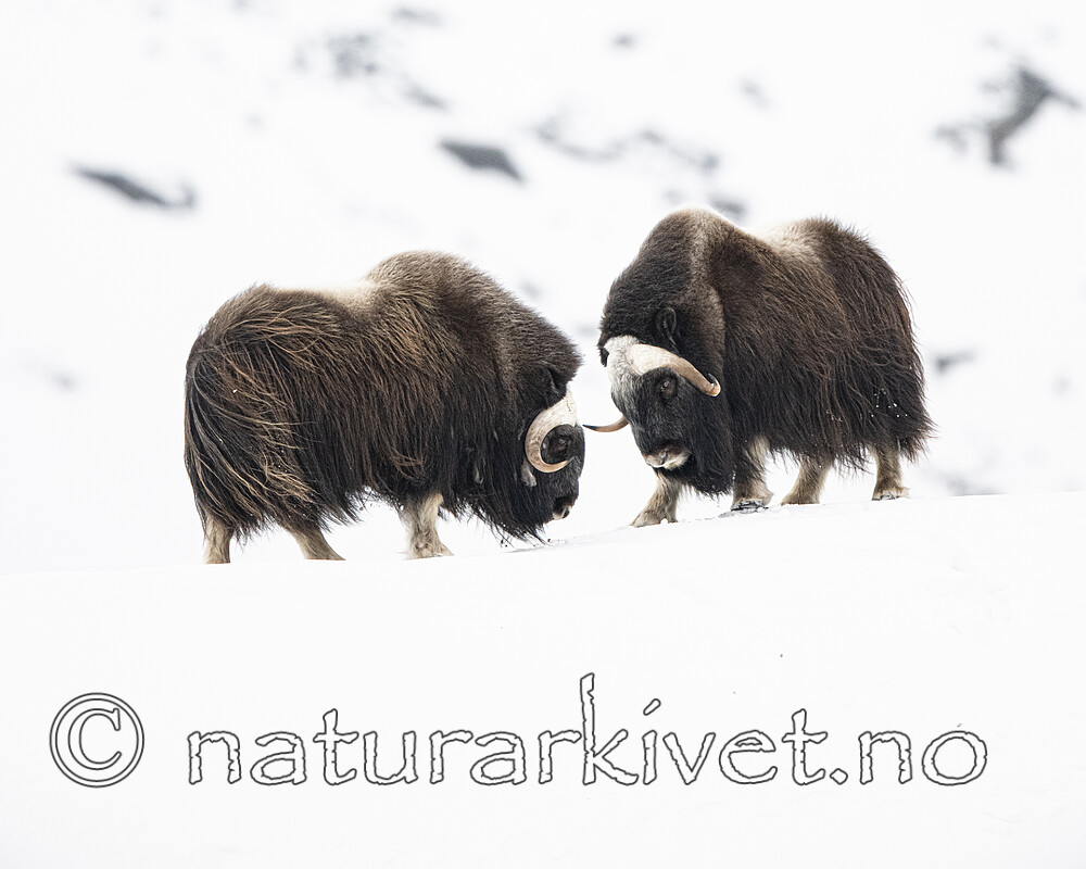 BB_20210222_0396 / Ovibos moschatus / Moskusfe