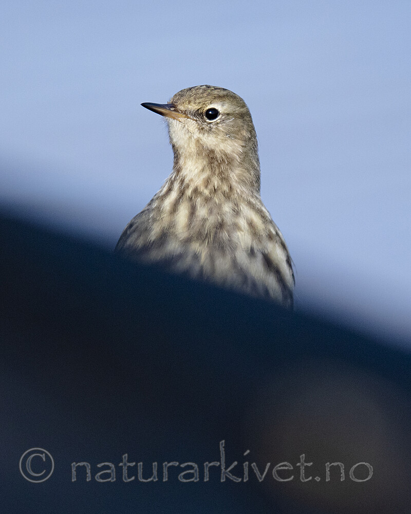 BB_20210314_0175 / Anthus petrosus / Skjærpiplerke