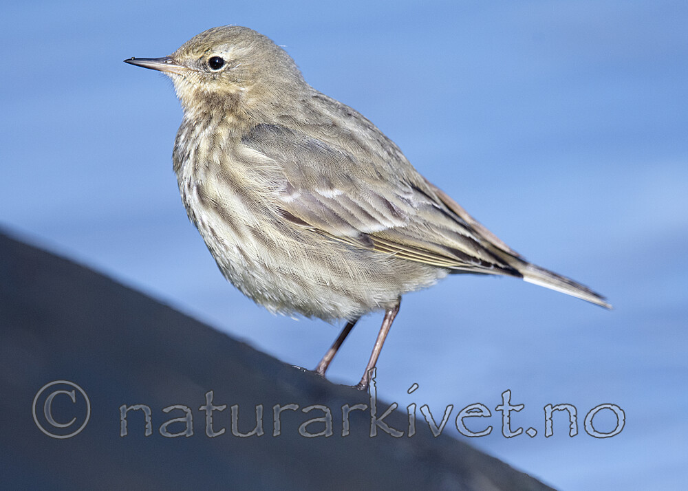BB_20210314_0204 / Anthus petrosus / Skjærpiplerke