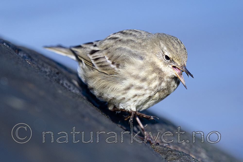 BB_20210314_0211 / Anthus petrosus / Skjærpiplerke