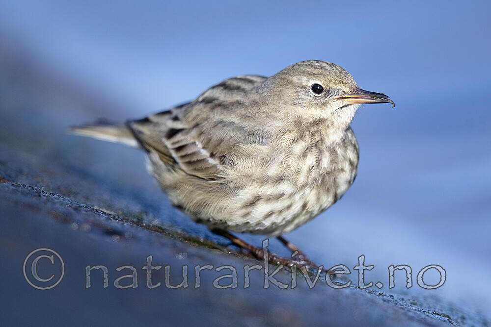 BB_20210314_0228 / Anthus petrosus / Skjærpiplerke
