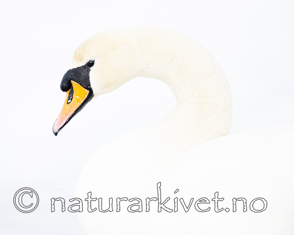 BB_20210319_0005 / Cygnus olor / Knoppsvane