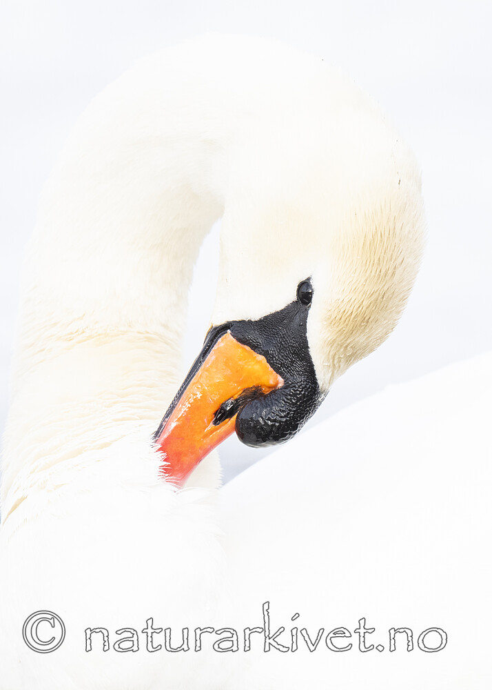 BB_20210319_0054 / Cygnus olor / Knoppsvane