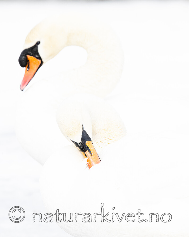 BB_20210319_0086 / Cygnus olor / Knoppsvane