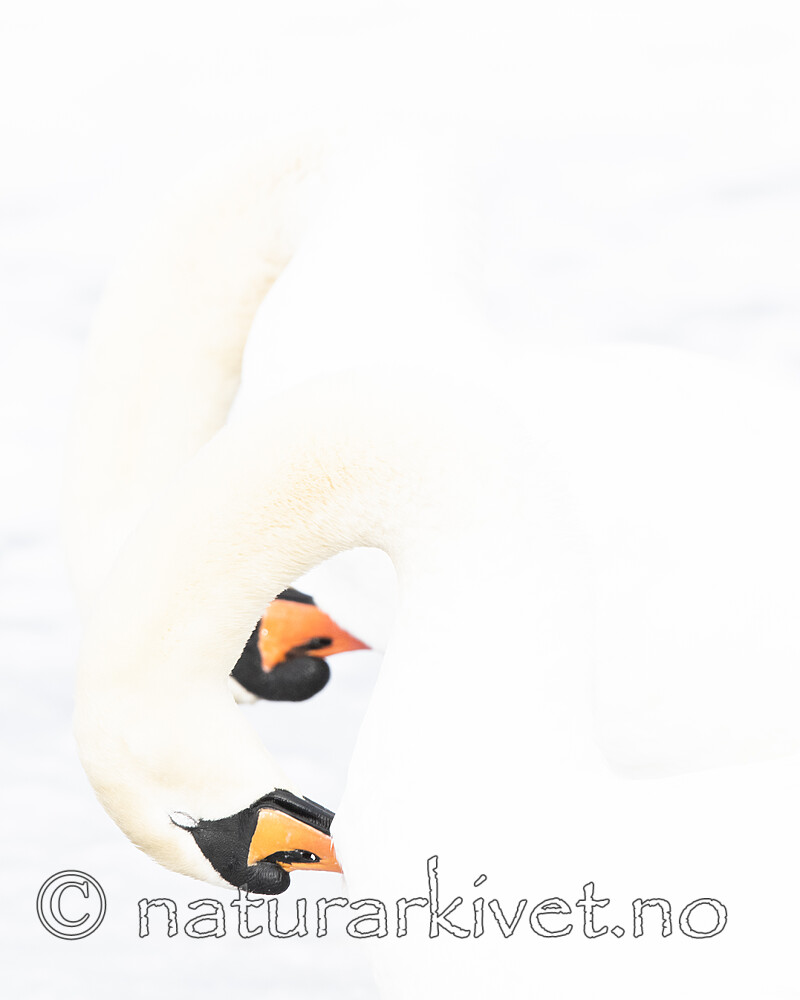 BB_20210319_0111 / Cygnus olor / Knoppsvane