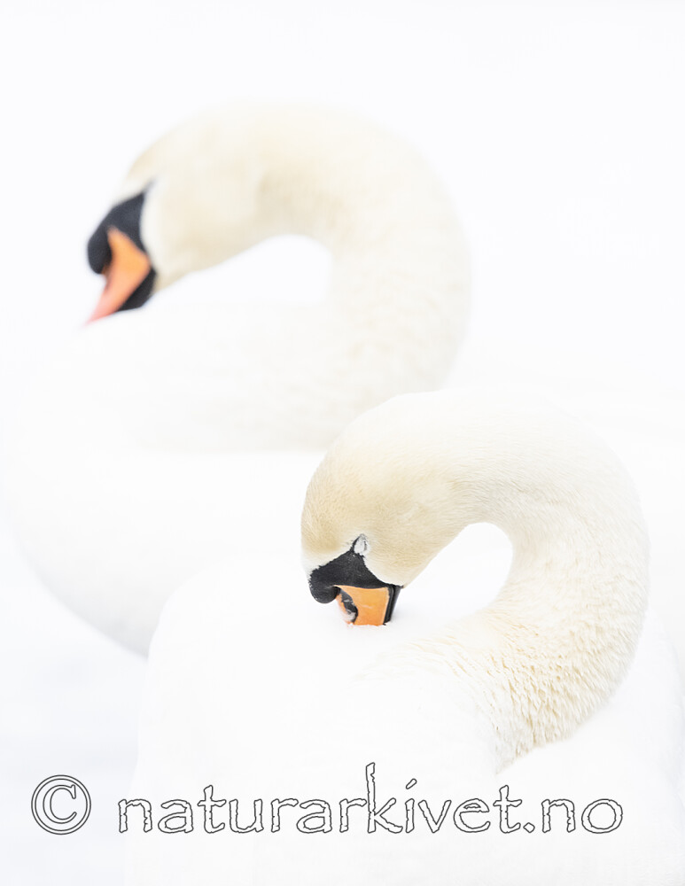 BB_20210319_0152 / Cygnus olor / Knoppsvane