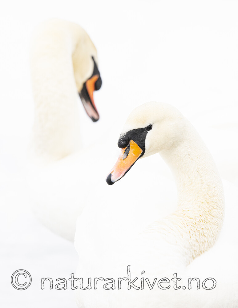 BB_20210319_0160 / Cygnus olor / Knoppsvane