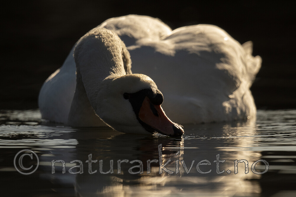 BB_20210330_0127 / Cygnus olor / Knoppsvane