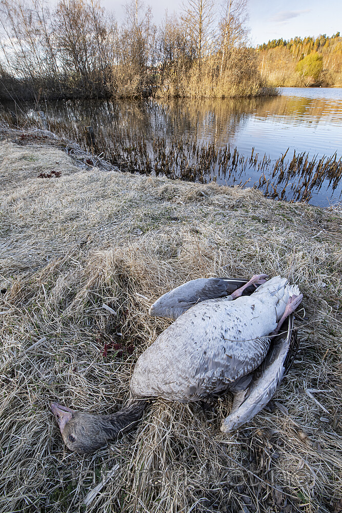 BB_20210429_0205 / Anser anser / Grågås