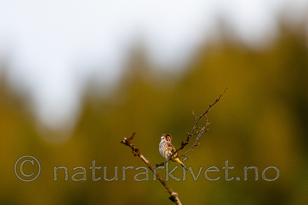BB_20210620_0256 / Emberiza pusilla / Dvergspurv