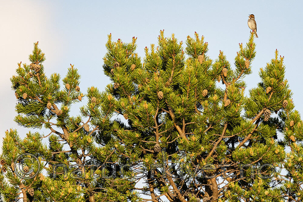 BB_20210620_0346 / Emberiza pusilla / Dvergspurv