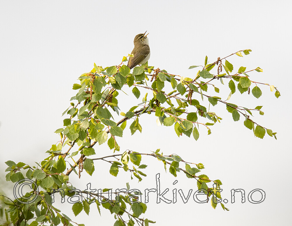 BB_20210620_0373 / Phylloscopus borealis / Lappsanger <br /> Sorex caecutiens / Lappspissmus