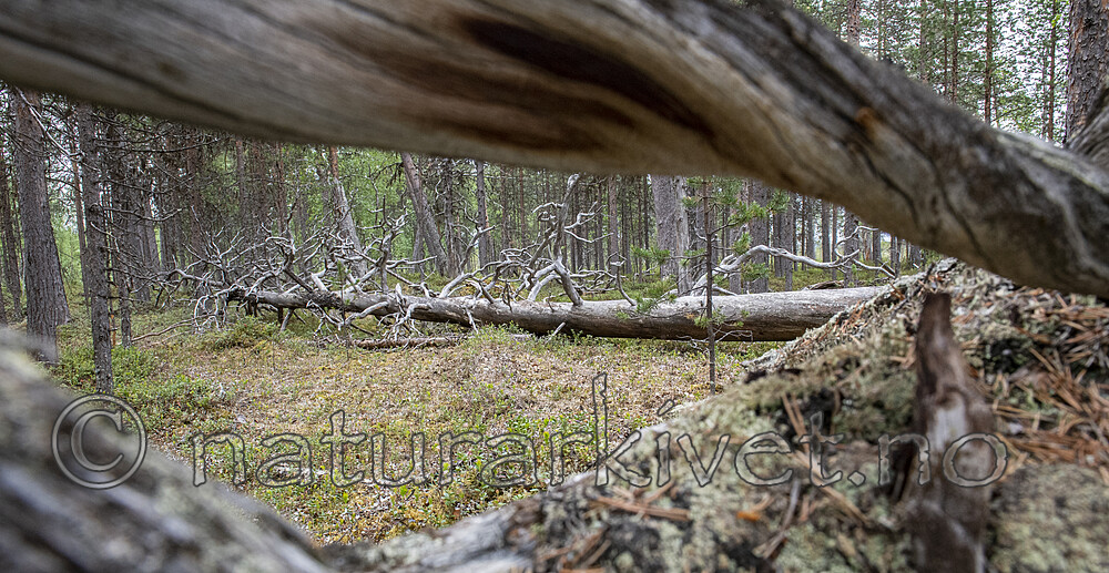 BB_20210621_0202 / Pinus sylvestris / Furu