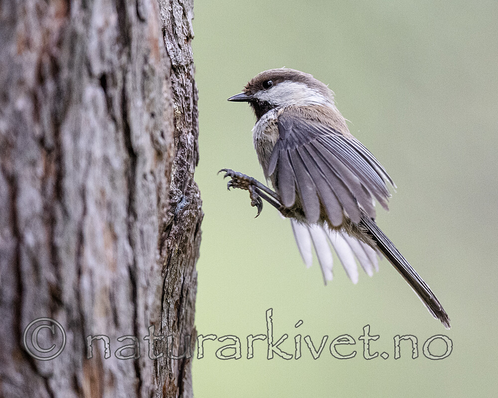 BB_20210622_0239 / Poecile cinctus / Lappmeis