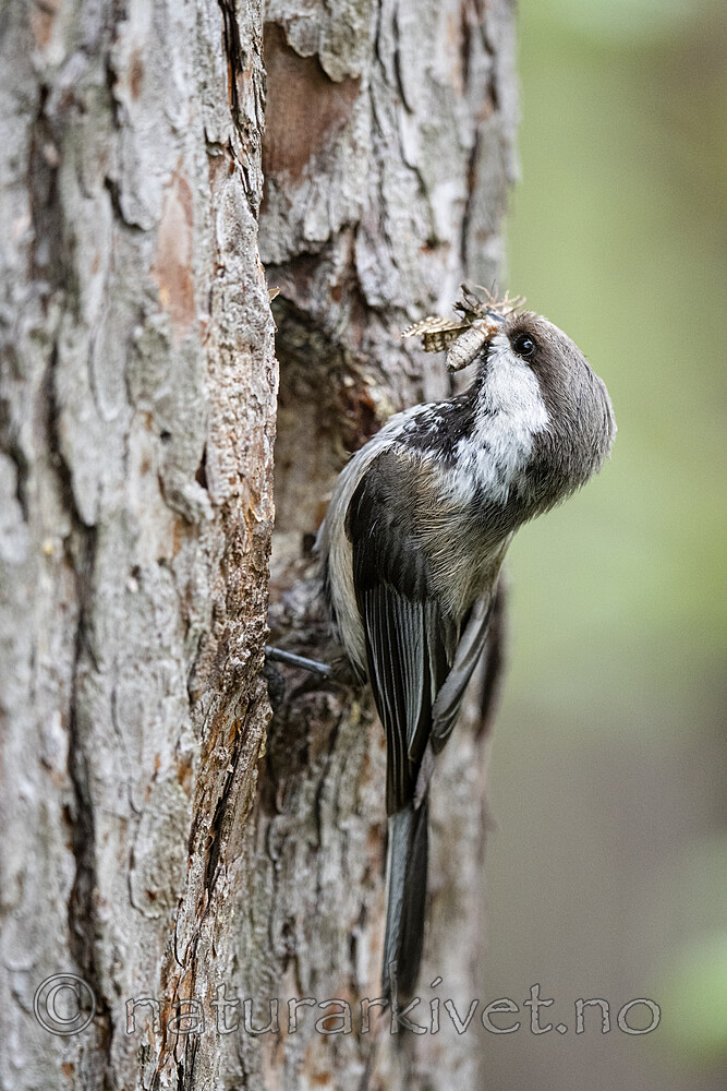 BB_20210622_0812 / Poecile cinctus / Lappmeis
