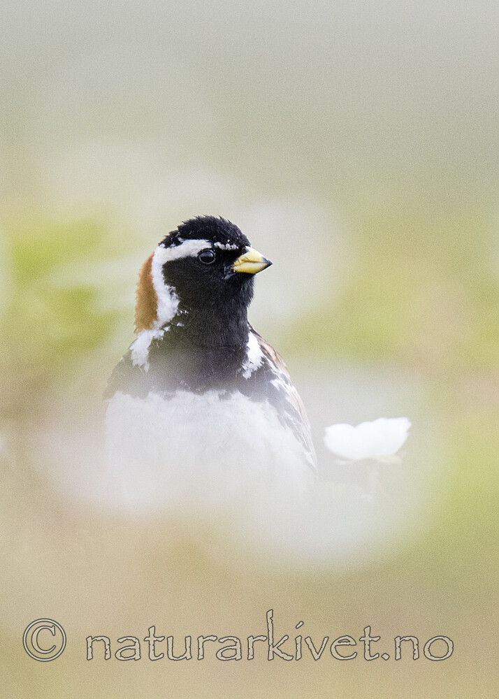 BB_20210624_0327 / Calcarius lapponicus / Lappspurv