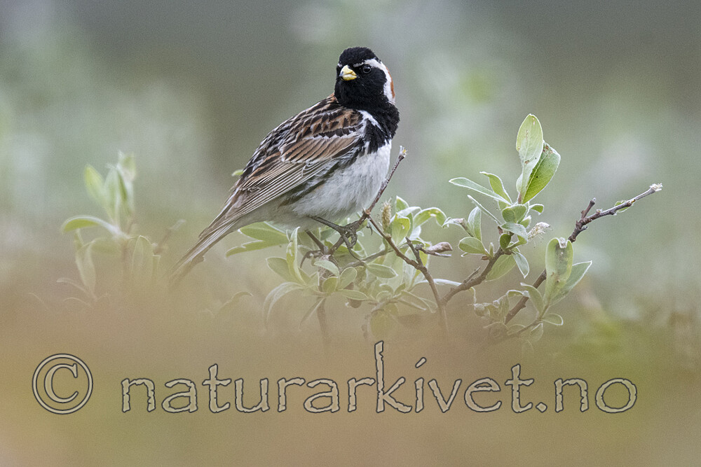 BB_20210624_0523 / Calcarius lapponicus / Lappspurv