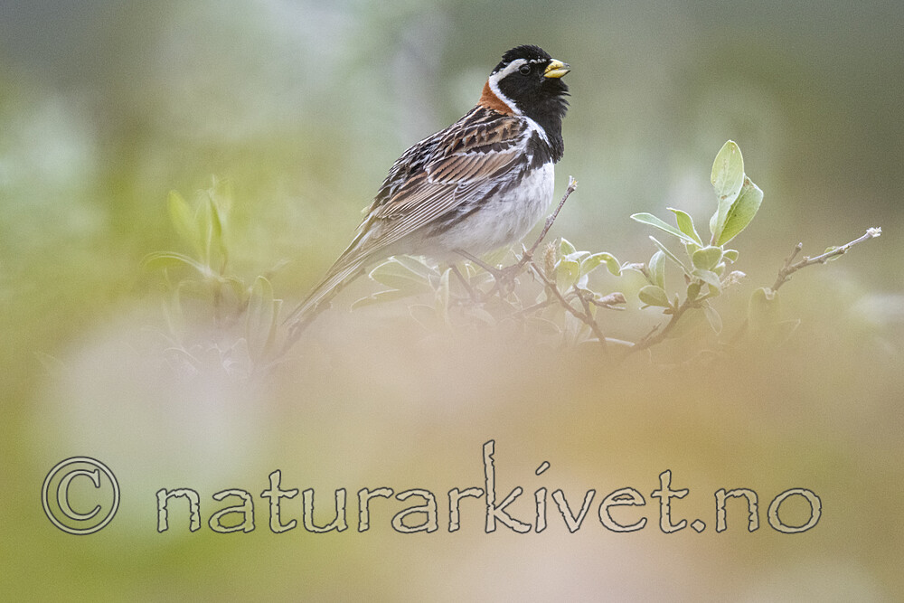 BB_20210624_0530 / Calcarius lapponicus / Lappspurv