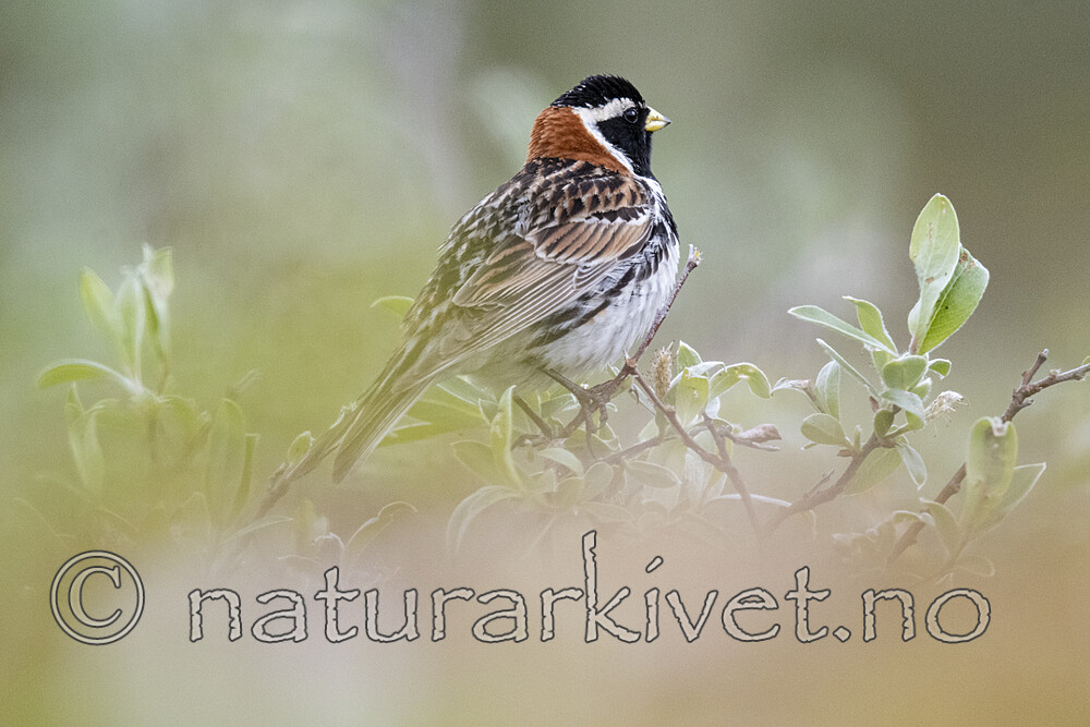 BB_20210624_0536 / Calcarius lapponicus / Lappspurv