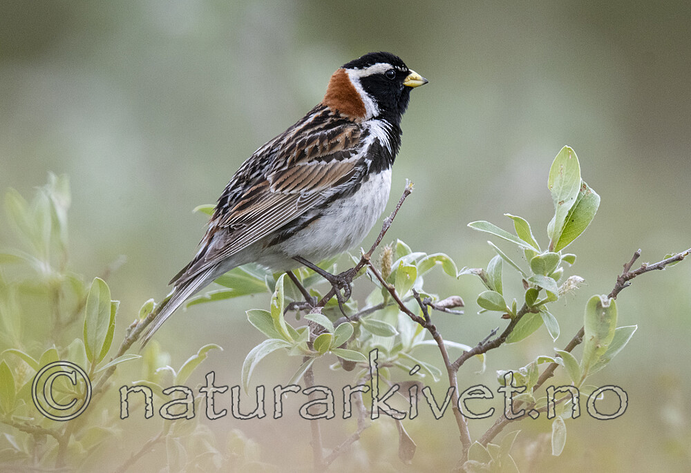 BB_20210624_0561 / Calcarius lapponicus / Lappspurv