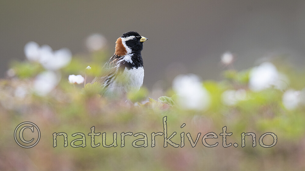 BB_20210624_0928 / Calcarius lapponicus / Lappspurv