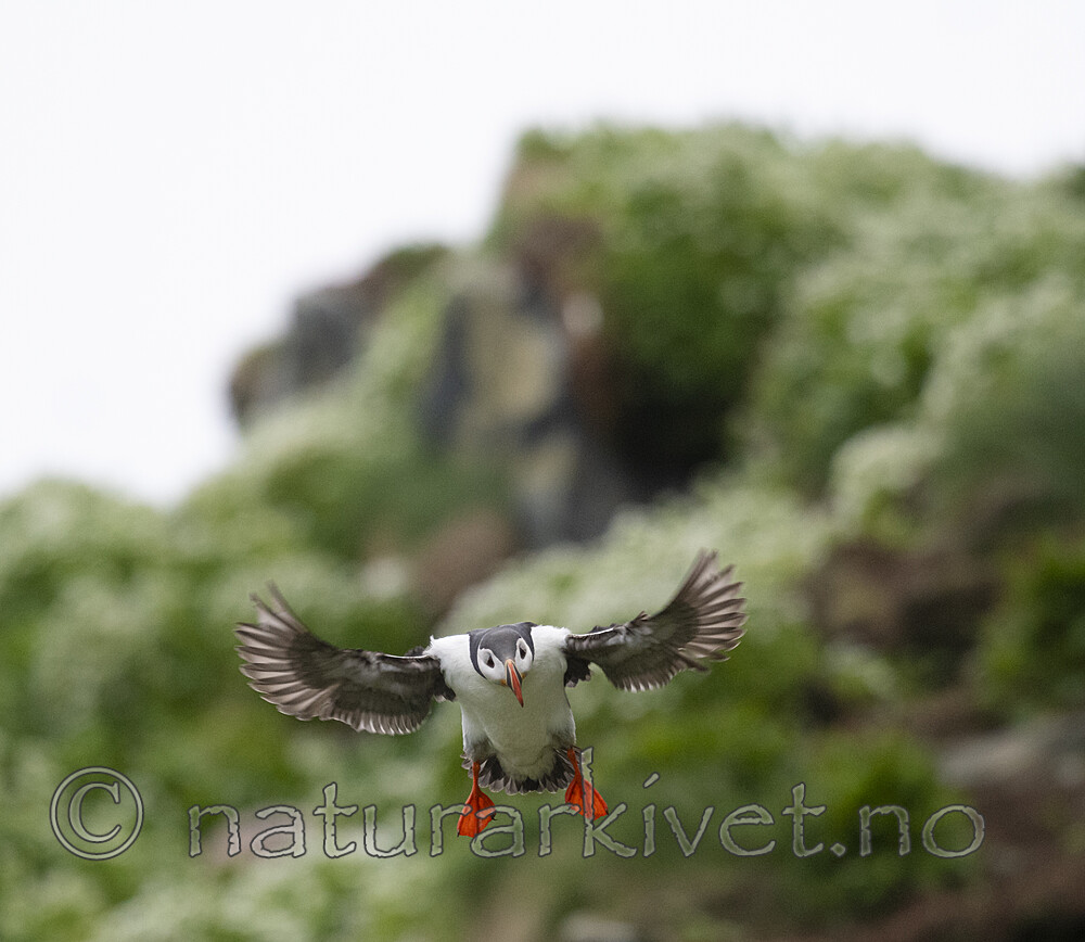 BB_20210624_1435 / Fratercula arctica / Lunde