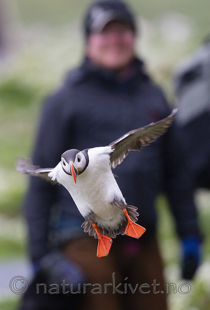 BB_20210624_1443 / Fratercula arctica / Lunde