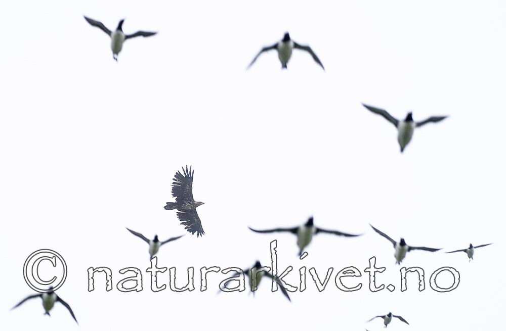 BB_20210624_1479 / Haliaeetus albicilla / Havørn <br /> Uria aalge / Lomvi