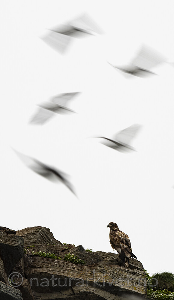 BB_20210624_1658 / Haliaeetus albicilla / Havørn