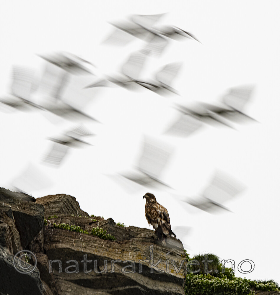 BB_20210624_1660 / Haliaeetus albicilla / Havørn