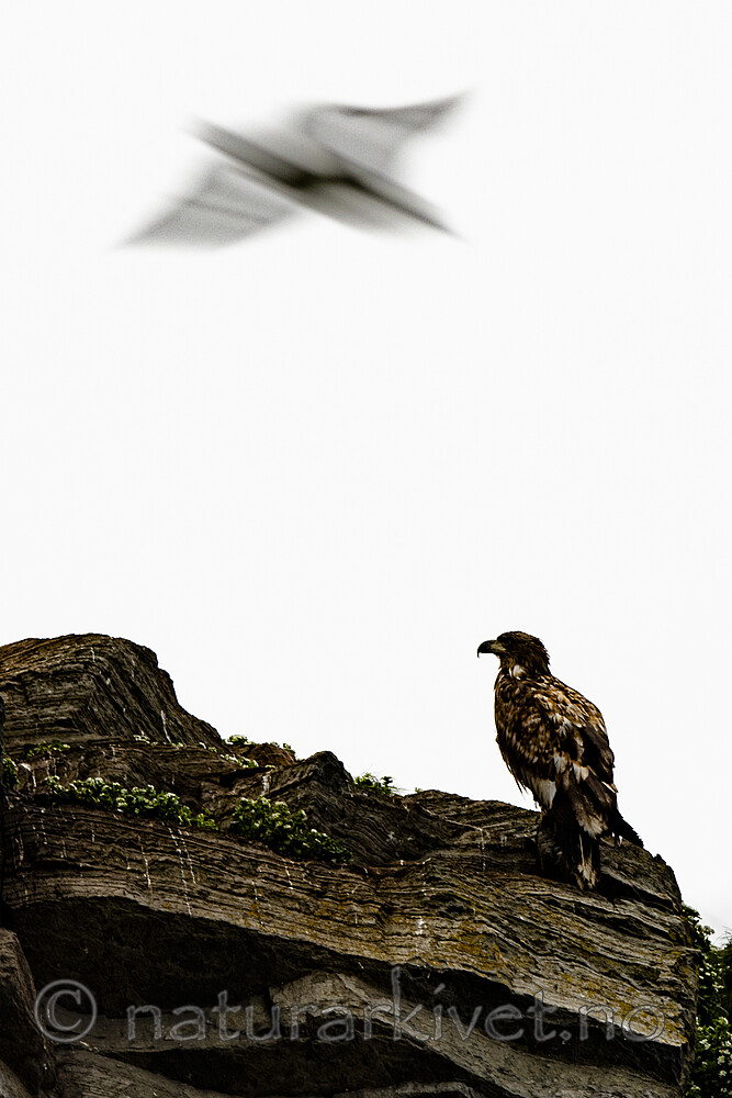 BB_20210624_1677 / Haliaeetus albicilla / Havørn